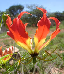 Image result for Ceratotheca integribracteata