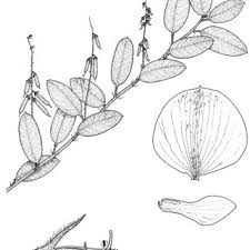 Image result for Indigastrum parviflorum