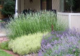 Maybe you would like to learn more about one of these? Growing Lavender In Colorado 7 245 Extension
