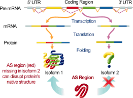 Astoundingly, some genes can be alternatively spliced to generate up to 38,000 different transcript isoforms, and each of the proteins they produce has a unique function. Alternative Splicing In Concert With Protein Intrinsic Disorder Enables Increased Functional Diversity In Multicellular Organisms Pnas