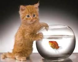 A Cat Would Eat Fish But Is Loathe To Wet His Paws Japanese Proverb Kitten Wallpaper Kittens Kittens Cutest