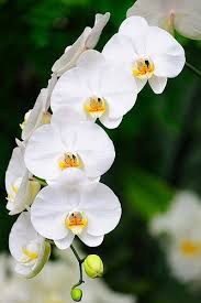 Dsc 5995 Amazing Flowers Orchid Flower Orchid Care
