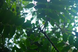 Image result for Canarium