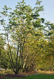 Pterocarya Fraxinifolia Pflanzen Baum Blumen