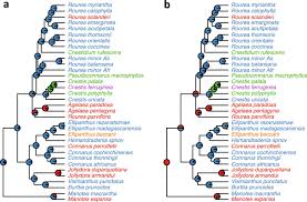 Image result for Rourea coccinea