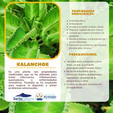 Sabías que? 🪴| La #Kalanchoe es una suculenta que simboliza la resistencia  y que se usa en la medicina tradicional.