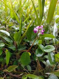 Image result for Grona heterocarpos