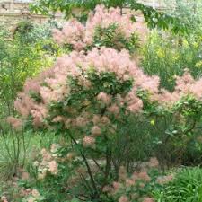 Flori mov in copacul lui iuda. Arbusti Ornamentali Ce Infloresc Primavara Si Vara Royalplant Ro