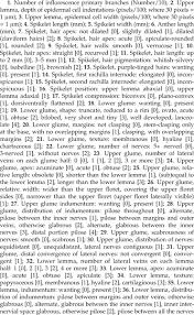 Image result for Megaloprotachne