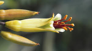 The male reproductive parts of a flower are much simpler than the female ones. Inside A Tulip Science Learning Hub