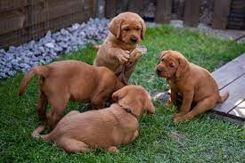 Lovely strong dark foxred colour plenty bone and muscle. Wurfplanung Labrador Vom Lindenbuhel