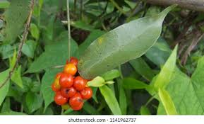 Image result for Tiliacora