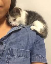 Cat Body Language What Does That Pose Mean Cattime Cute Cats Baby Kittens Kittens Cutest