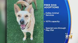 Petsmart dallas at inwood and forest hosts two regular adoption programs benefiting us, both in need of volunteers to socialize with the pets and introduce them to potential adopters. Free Dog Adoptions In Dallas Shelter At 107 Capacity Cbs Dallas Fort Worth