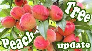 Dwarf fruit trees are the perfect choice to grow fruit in small, confined spaces. Peach Tree Update Growing Peaches Fruits Plant Dwarf Fruit Trees Organic Gardening Jazevox Youtube