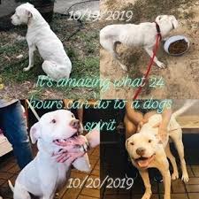 Find local pets groups in rockaway, new jersey and meet people who share your interests. Eleventh Hour Rescue Reviews And Ratings Rockaway Nj Donate Volunteer Review Greatnonprofits