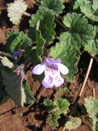 Image result for Glechoma  hederacea