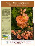 Attracts birds the cameo japanese flowering quince not only brings fragrance and style to the garden, its fruit attracts friendly birds also. Quince