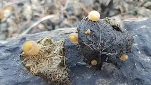 Image result for Tinnea vesiculosa