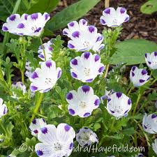 Image result for Cleome maculata