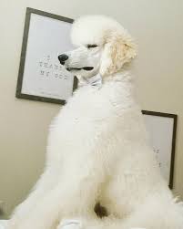 Check spelling or type a new query. Happy Tails Pet Resort Gift Cards And Gift Certificates Miami Fl Giftrocket