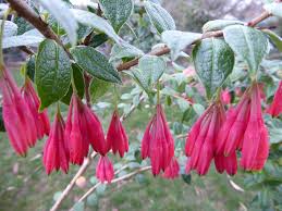 Image result for Rhodopentas