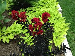 Sweet Potato Vines Grow So Quickly Around My Young Crape Myrtle Both Love Our South Texas Heat And Sun Potato Vines Crape Myrtle Sweet Potato Vine