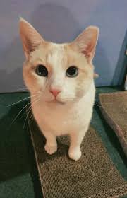 Kitty needs a new home in Martinsburg