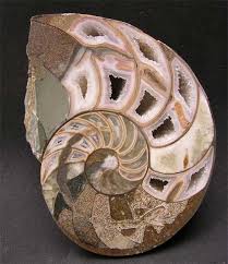 Uk Fossils Including British Ammonites Fossils Ammonite Minerals And Gemstones