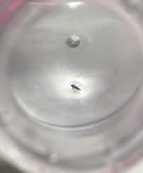 Das er das ganze auch in deiner wohnung. Was Fur Ein Insekt Im Bett Ist Denn Das Insekten Kafer Bettwanzen