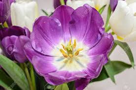 Check spelling or type a new query. Violet Tulip Open Flower Close Up With Yellow Pistils Isolated Stock Photo Picture And Royalty Free Image Image 74878765