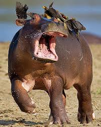 What The Fauna Hippos Typically Enjoy A Mutualistic Relationship Comedy Wildlife Photography Funny Animal Photos Animal Photo