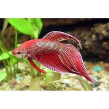 Male Veiltail Betta Betta Fish Betta Betta Fish Types