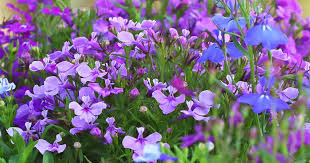 More importantly, all plants welcome regular watering. How To Grow Lobelia And Cardinal Flower Lovethegarden