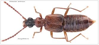 Image result for Dichilus bainesii