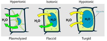 Maybe you would like to learn more about one of these? Science In A Can Tonicity This Is A Particular Definition That