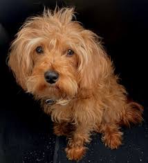 Maybe you would like to learn more about one of these? Molly Goldendoodles Utah Your Puppy Is Waiting