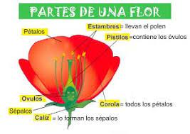 Foto Partes De Una Flor Preschool Learning Science For Kids Learning Spanish