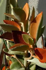 Kalanchoe Orgyalis Plants Fragrant Plant Trees To Plant