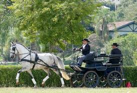 Herbert Interagro Na Ii Etapa Do Campeonato Brasileiro De Atrelagem Cbh 2017 Cavalos Campeonato Brasileiro Comida Brasileira