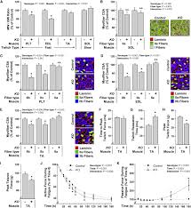 The results suggest that full squat training is more effective for developing the lower limb muscles excluding the rectus femoris and. Mapping Of The Contraction Induced Phosphoproteome Identifies Trim28 As A Significant Regulator Of Skeletal Muscle Size And Function Sciencedirect
