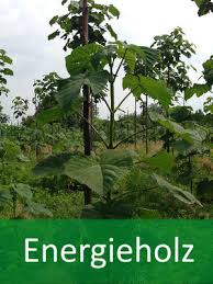 Nacido en polonia, su familia se trasladó a berlín cuando aún era niño. Paulownia Wichtige Infos Zu Blauglockenbaum Kiribaum Paulownia Baumschule Schroder