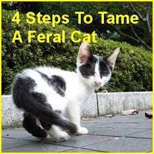 4 Steps To Tame A Feral Cat Feral Cats Feral Cat Shelter Cats