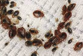 We are proud to offer thorough bed bug control treatments that effectively rid your home of these nighttime invaders. 1 Bed Bug Exterminator In Indianapolis Pest Control Removal Treatments