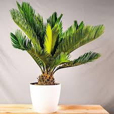 One landscape plant you may want to avoid. Buy Sago Palms Online Garden Goods Direct Free Shipping