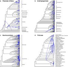 Image result for Styppeiochloa