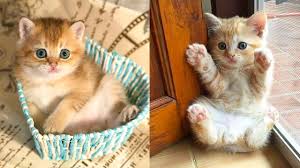 Baby Cats Cute And Funny Cat Videos Compilation 34 Aww Animals Youtube