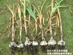 プランターでニンニクを育てる 初めて作る家庭菜園