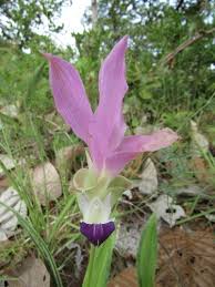 Image result for Brachycorythis buchananii