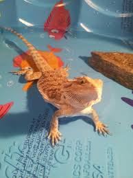 This Is Iggy My Bearded Dragon Swimming In Her Kiddy Pool Bearded Dragon Funny Bearded Dragon Care Bearded Dragon